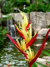 Heliconia waterfall
