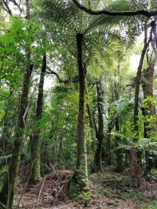 A New Zealand tree fern
