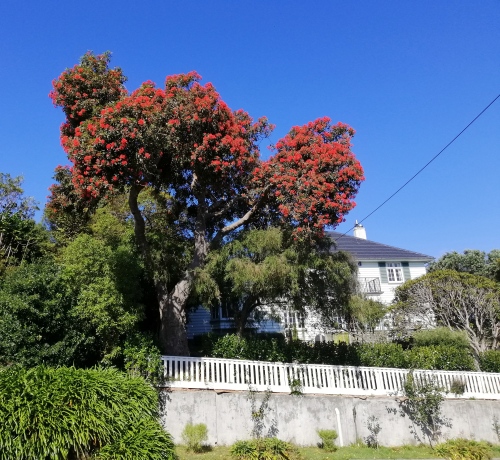 A large tree covered in reddish flowers
