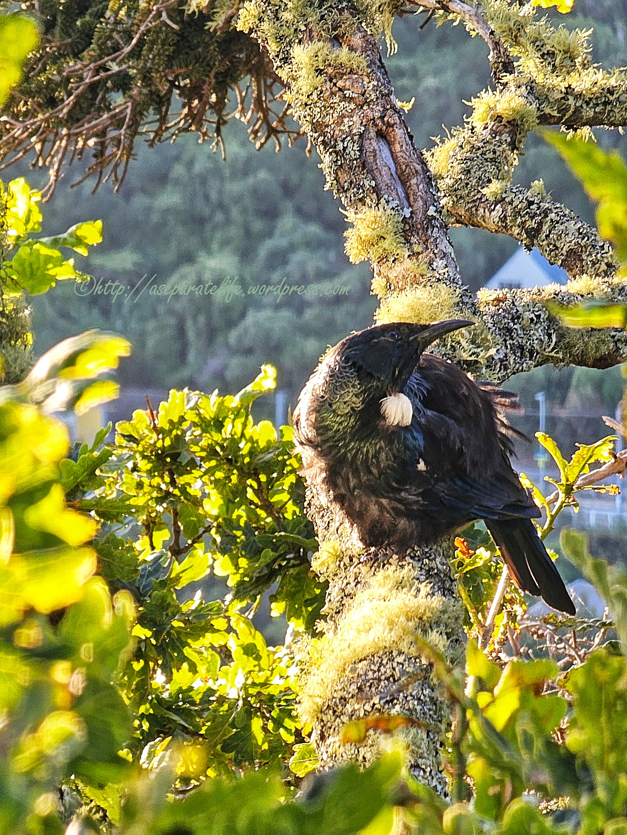 Tui sitting in a tree bathed in sunlight